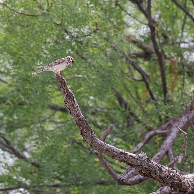A Lark Sparrow