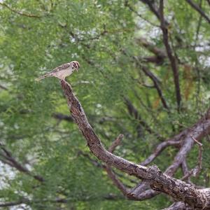 A Lark Sparrow