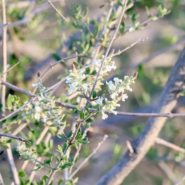 Another Sign Spring Has Arrived