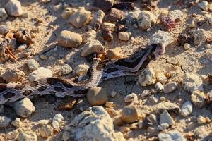 Great Plains Rat Snake