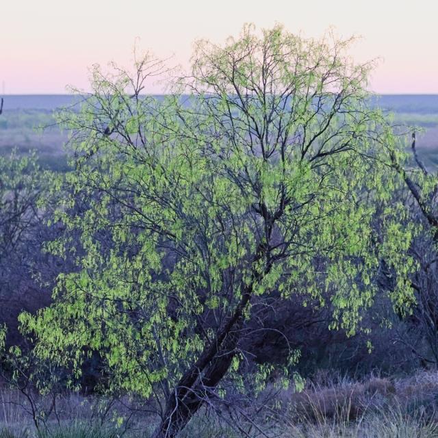 Mesquite in Spring