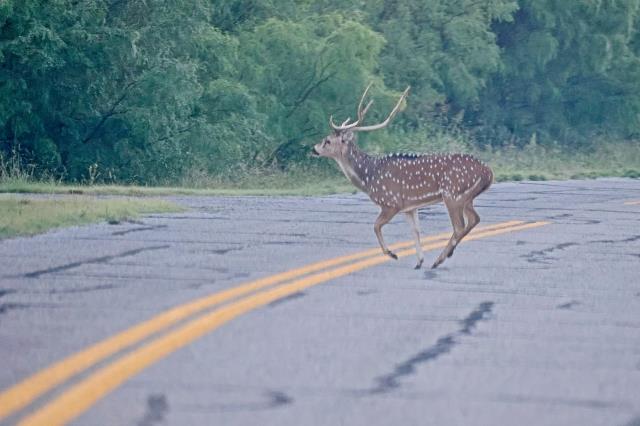 Axis Buck at the North Shore