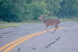 Axis Buck at the North Shore