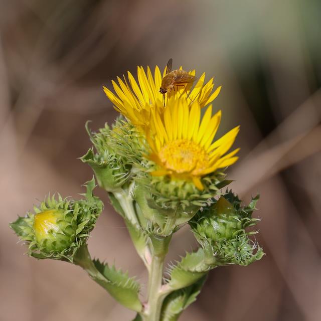 A Pollinator