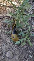 Banana Slug