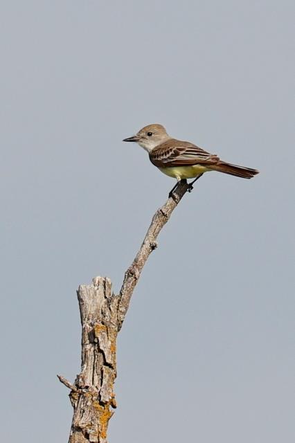 The Return of The King