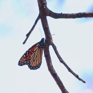 Monarch Migrating