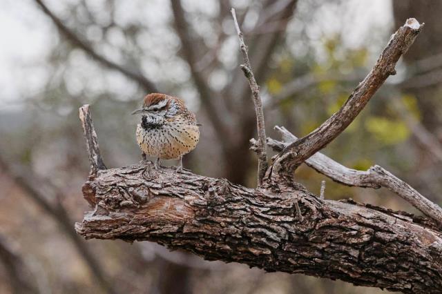 Cactus Wren