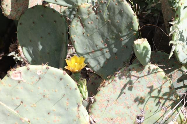 A Late Bloomer