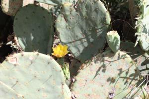 A Late Bloomer