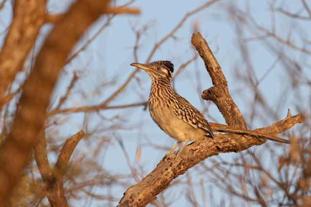 Hello and Good Morning