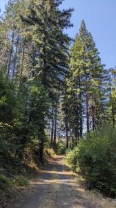 Trail view