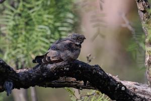 A Sleepy Bird