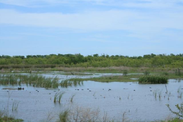 Wetlands