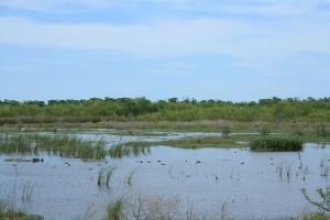 Wetlands