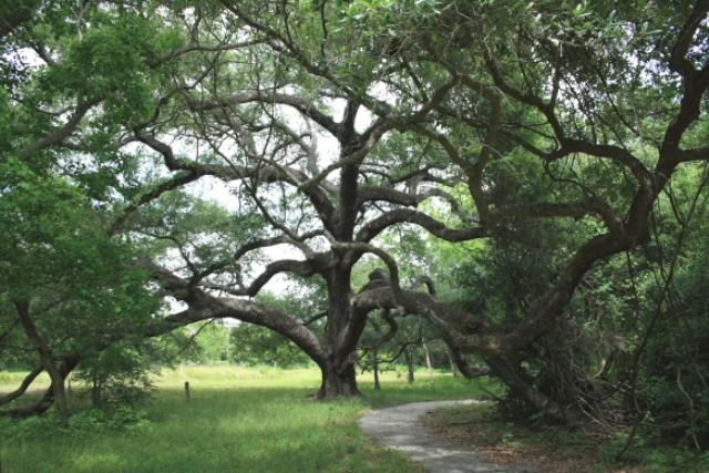 Massive Oak Trees