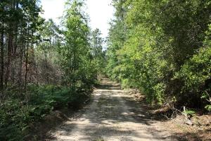 View Of The Trail