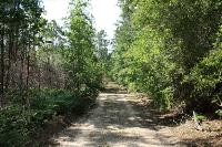 View Of The Trail