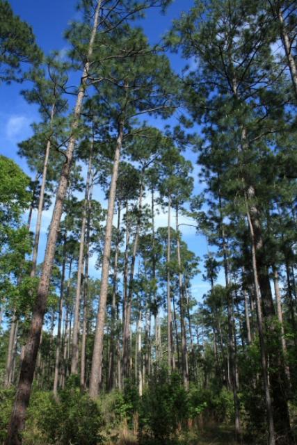 Massive Pine Trees