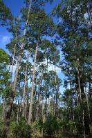 Massive Pine Trees