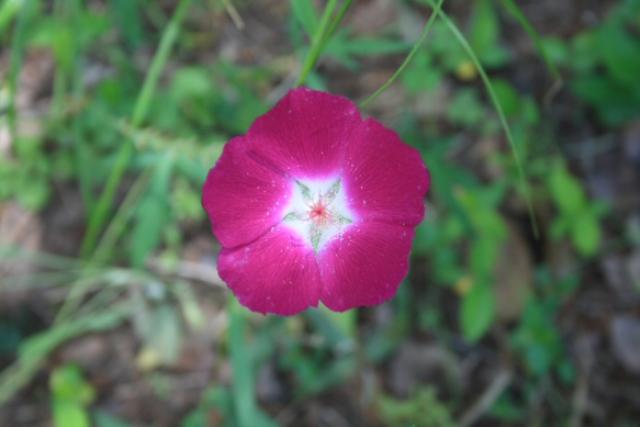 Wildflowers