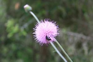 More Wildflowers