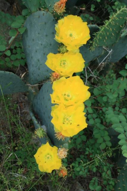 Cacti Flowers