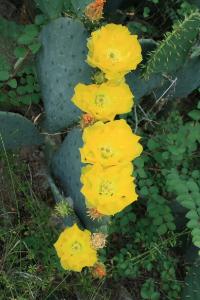 Cacti Flowers