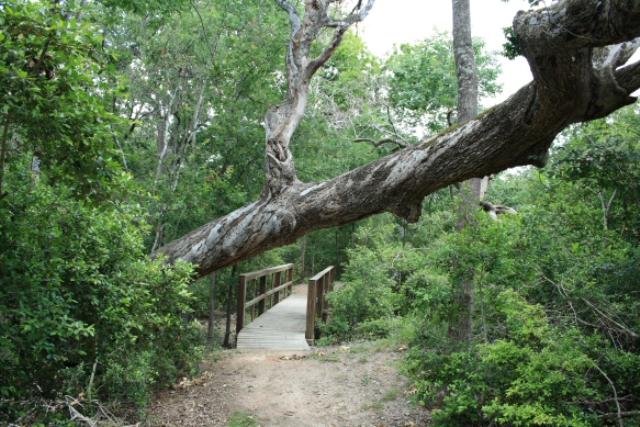 View Of The Trail