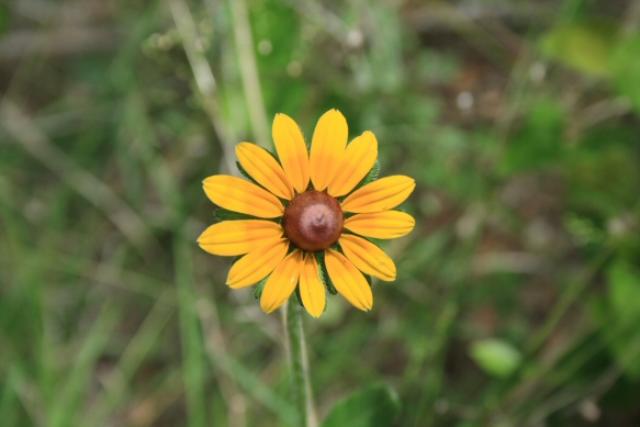 Yet More Wildflowers