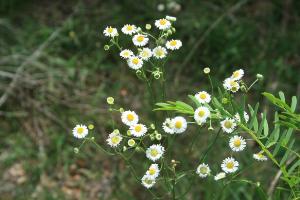 Still More Wildflowers