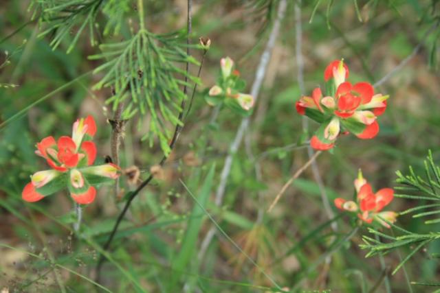 Even More Wildflowers