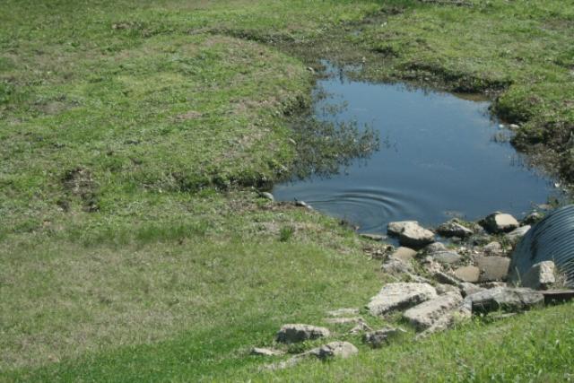 Turtles