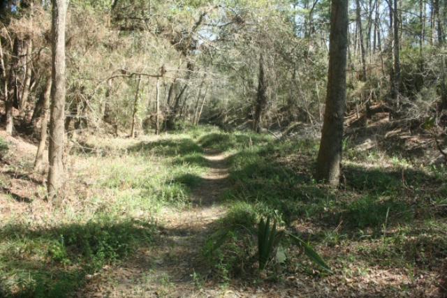 Trail Along Cypress Creek