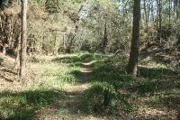 Trail Along Cypress Creek