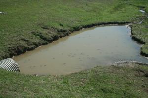 Turtle Fest