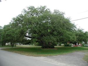 Kyle Auction Oak