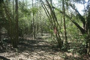 Nature Trail