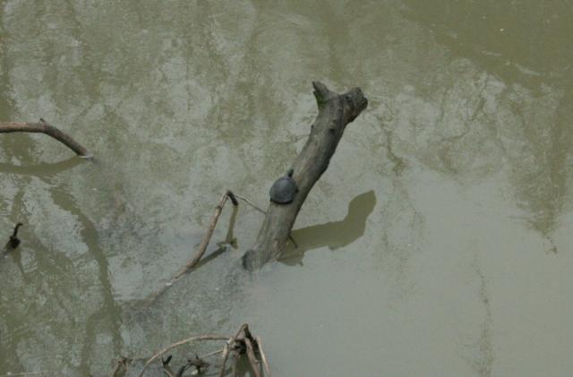 Turtle