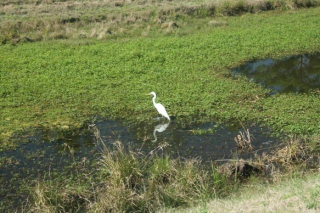 White Heron