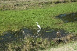 White Heron