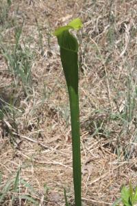Pitcher Plant