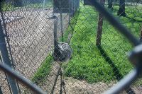 Identify Thus Bird