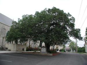 Church Oak