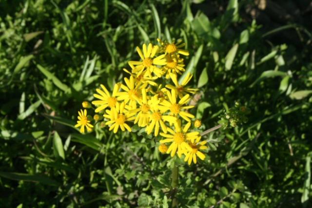 Wildflowers