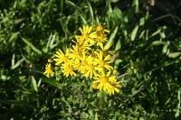 Wildflowers