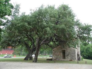 Kissing Oak
