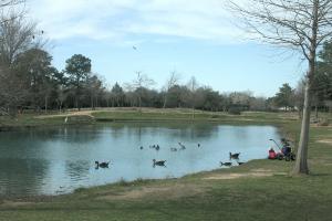 Lots Of Ducks