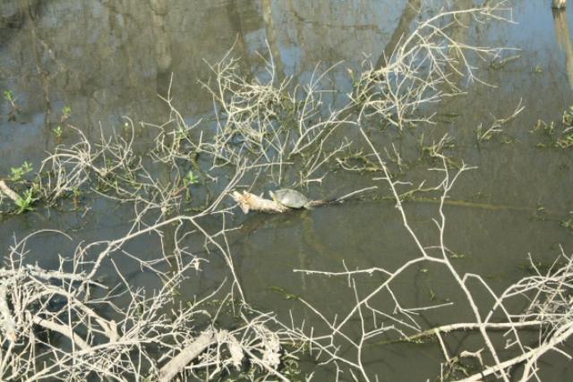 Turtles