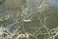 Turtles